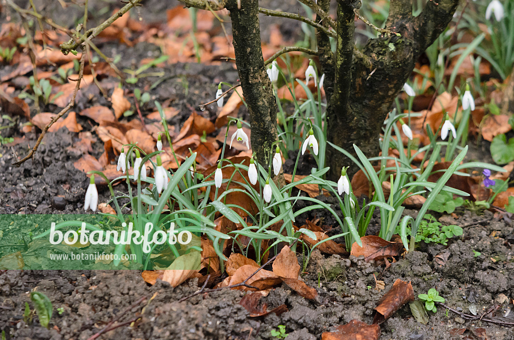 553098 - Kleines Schneeglöckchen (Galanthus nivalis)