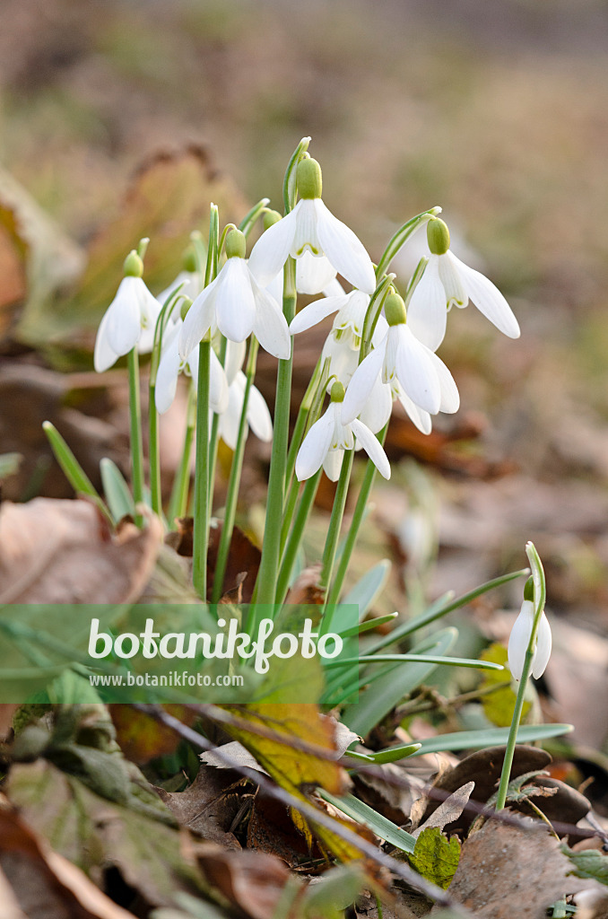 554009 - Kleines Schneeglöckchen (Galanthus nivalis)