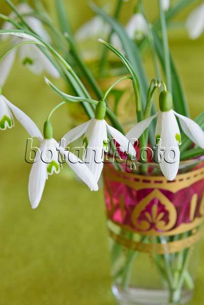 479049 - Kleines Schneeglöckchen (Galanthus nivalis) in einer Vase