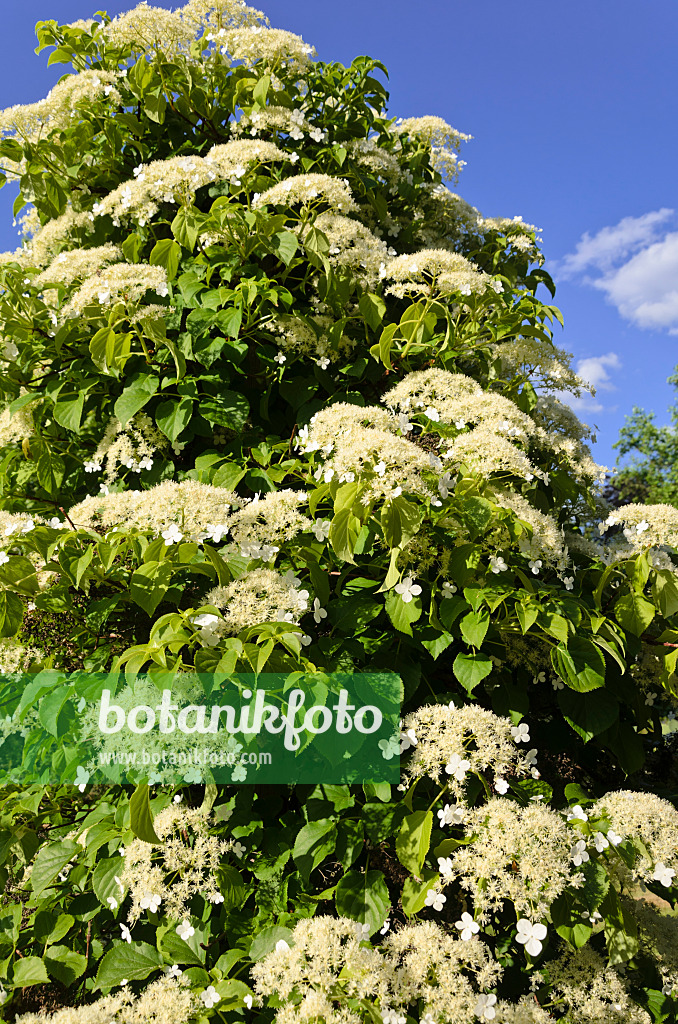 521043 - Kletterhortensie (Hydrangea anomala)