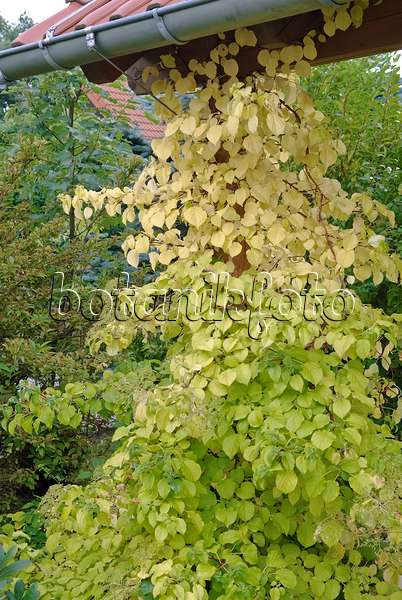 490082 - Kletterhortensie (Hydrangea anomala subsp. petiolaris)