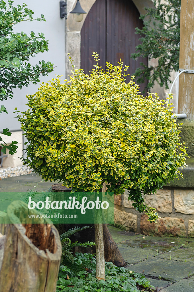 575097 - Kletternder Spindelstrauch (Euonymus fortunei 'Emerald'n Gold')