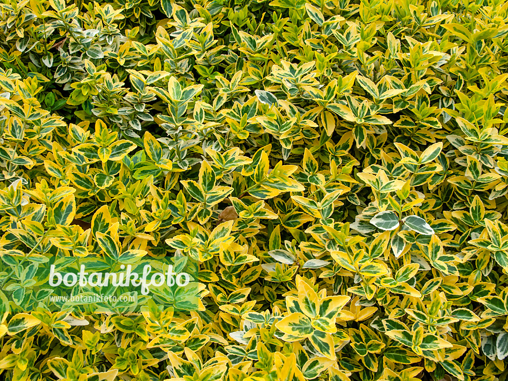 460119 - Kletternder Spindelstrauch (Euonymus fortunei 'Aurea')