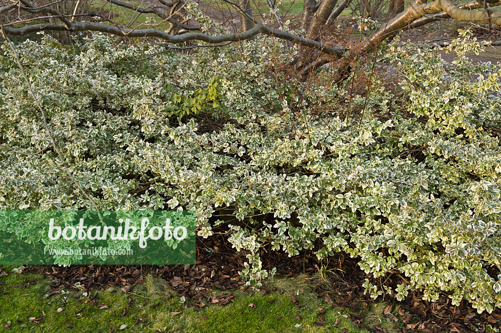 517033 - Kletternder Spindelstrauch (Euonymus fortunei 'Aurea')