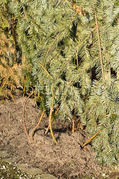 518097 - Kletterrose mit Abdeckung aus Zweigen als Winterschutz