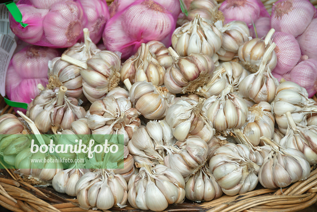 517283 - Knoblauch (Allium sativum)