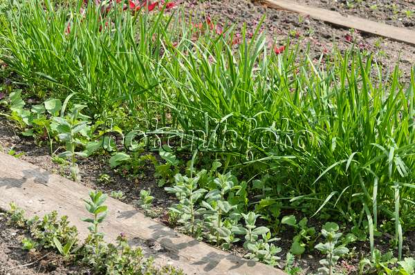 544040 - Knoblauch (Allium sativum)
