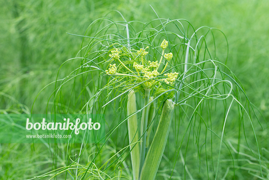 572123 - Knollenfenchel (Foeniculum vulgare var. azoricum)