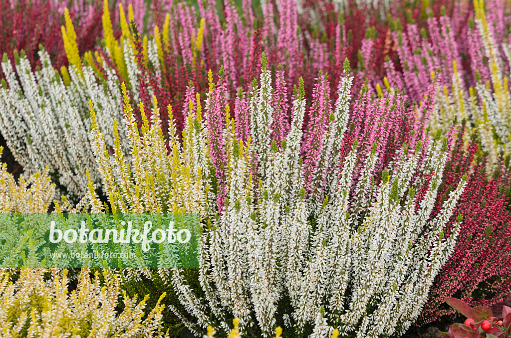 573033 - Knospenheide (Calluna vulgaris 'Beauty Ladies')