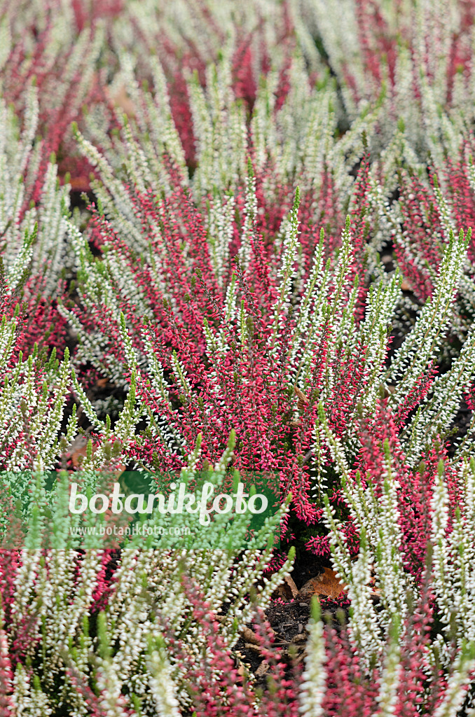 573030 - Knospenheide (Calluna vulgaris 'Garden Girls')