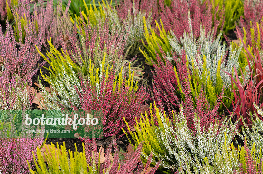 573031 - Knospenheide (Calluna vulgaris 'Garden Girls')