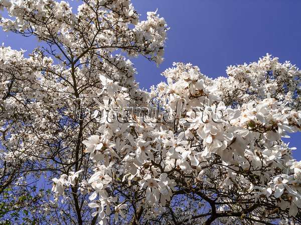 436236 - Kobushi-Magnolie (Magnolia kobus)