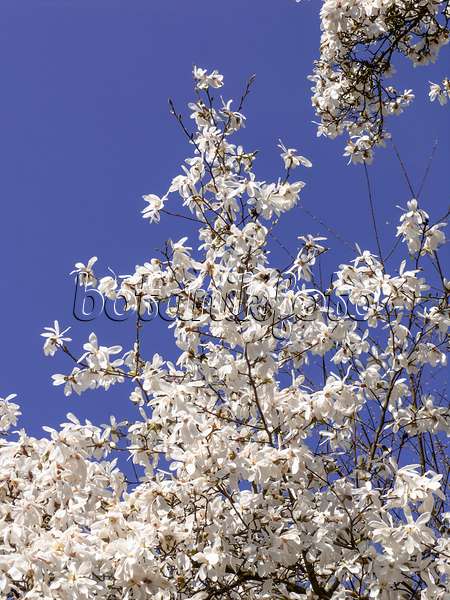 436238 - Kobushi-Magnolie (Magnolia kobus)