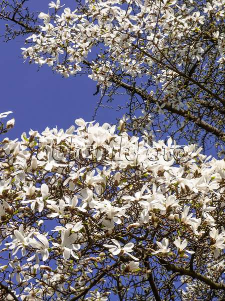 436239 - Kobushi-Magnolie (Magnolia kobus)