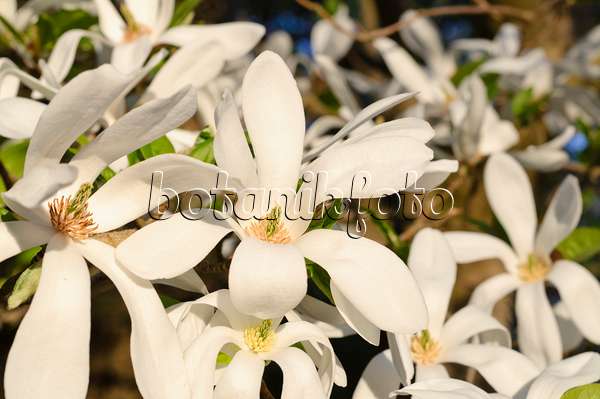 471140 - Kobushi-Magnolie (Magnolia kobus)