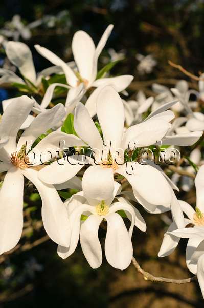 471141 - Kobushi-Magnolie (Magnolia kobus)