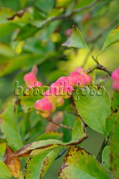 476191 - Kobushi-Magnolie (Magnolia kobus)