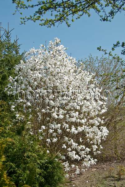 502256 - Kobushi-Magnolie (Magnolia kobus 'Wada's Memory')