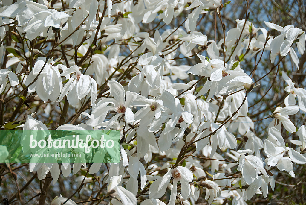 502257 - Kobushi-Magnolie (Magnolia kobus 'Wada's Memory')