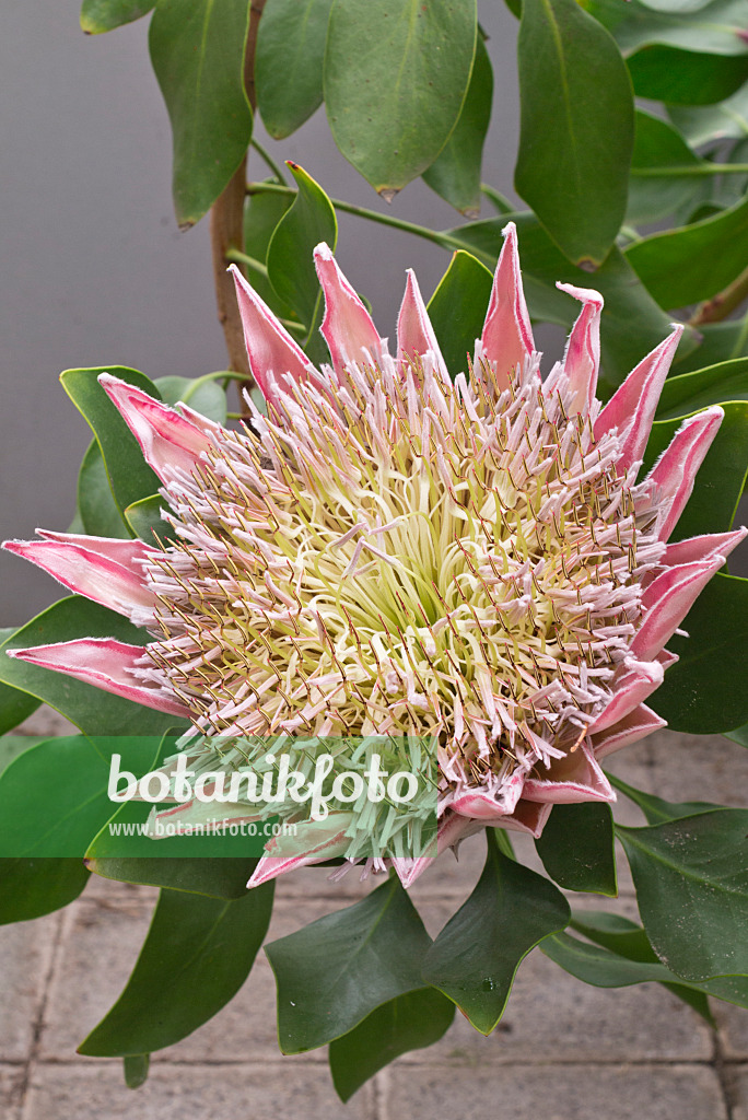 601015 - Königsprotea (Protea cynaroides 'Spring')