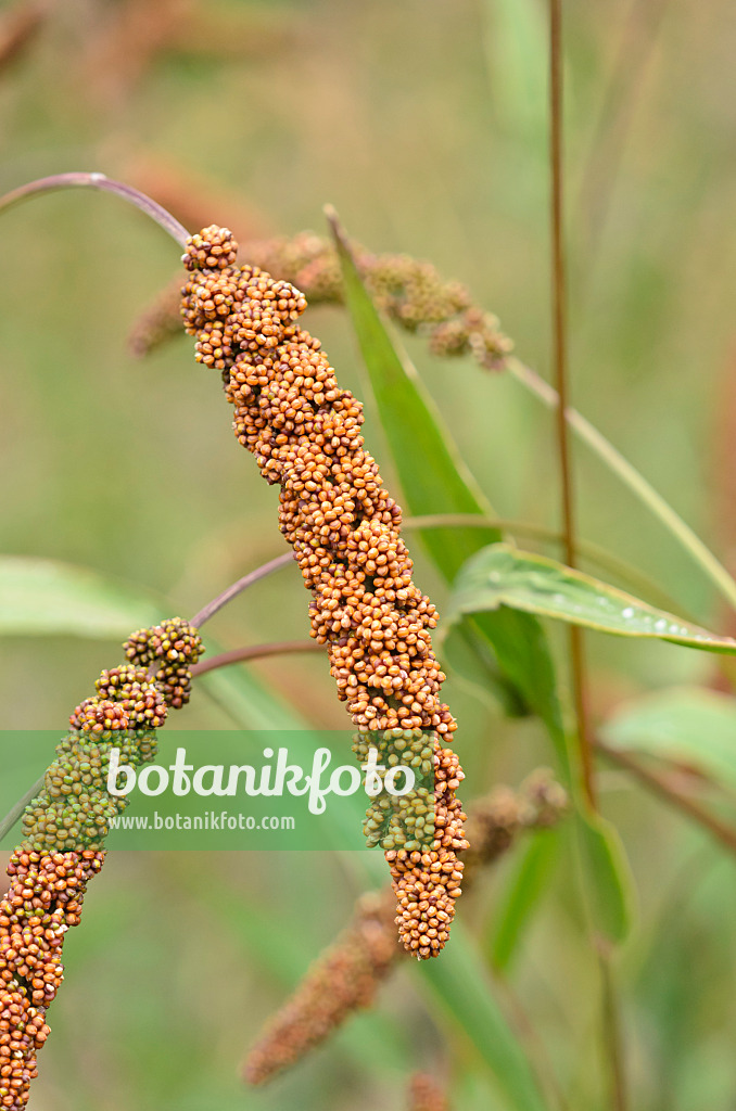 534340 - Kolbenhirse (Setaria italica 'Herbstfeuer')