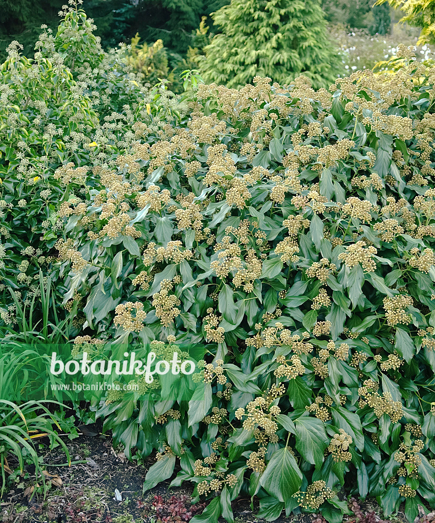 490067 - Kolchischer Efeu (Hedera colchica 'Arborescens')