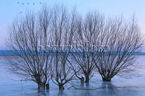 578015 - Kopfweiden (Salix) auf einer überfluteten und gefrorenen Polderwiese, Nationalpark Unteres Odertal, Deutschland