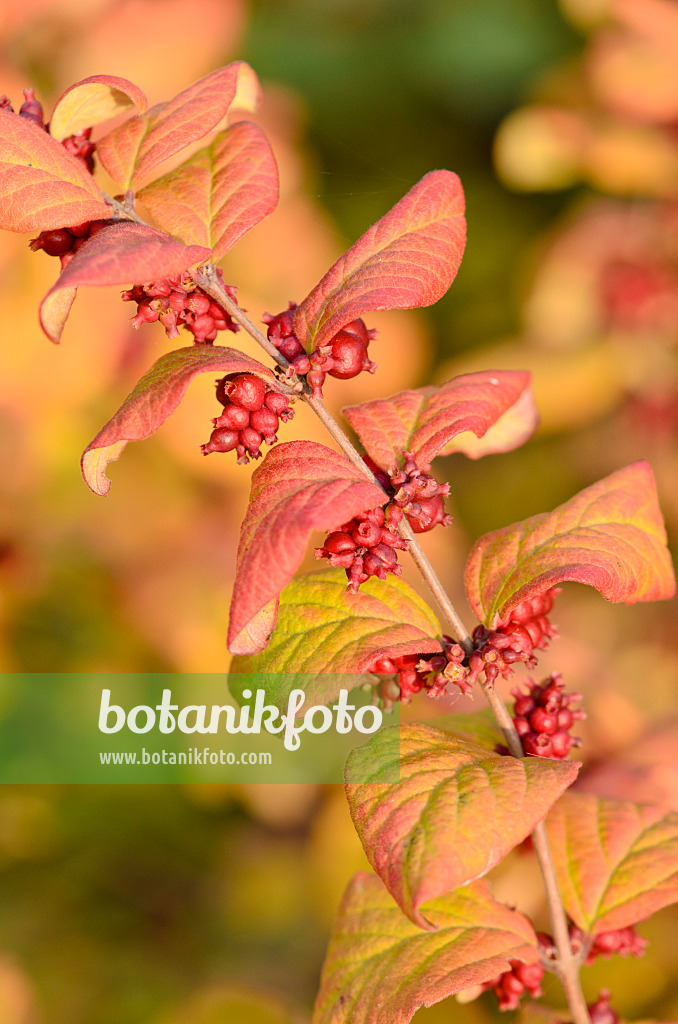 525194 - Korallenbeere (Symphoricarpos orbiculatus)