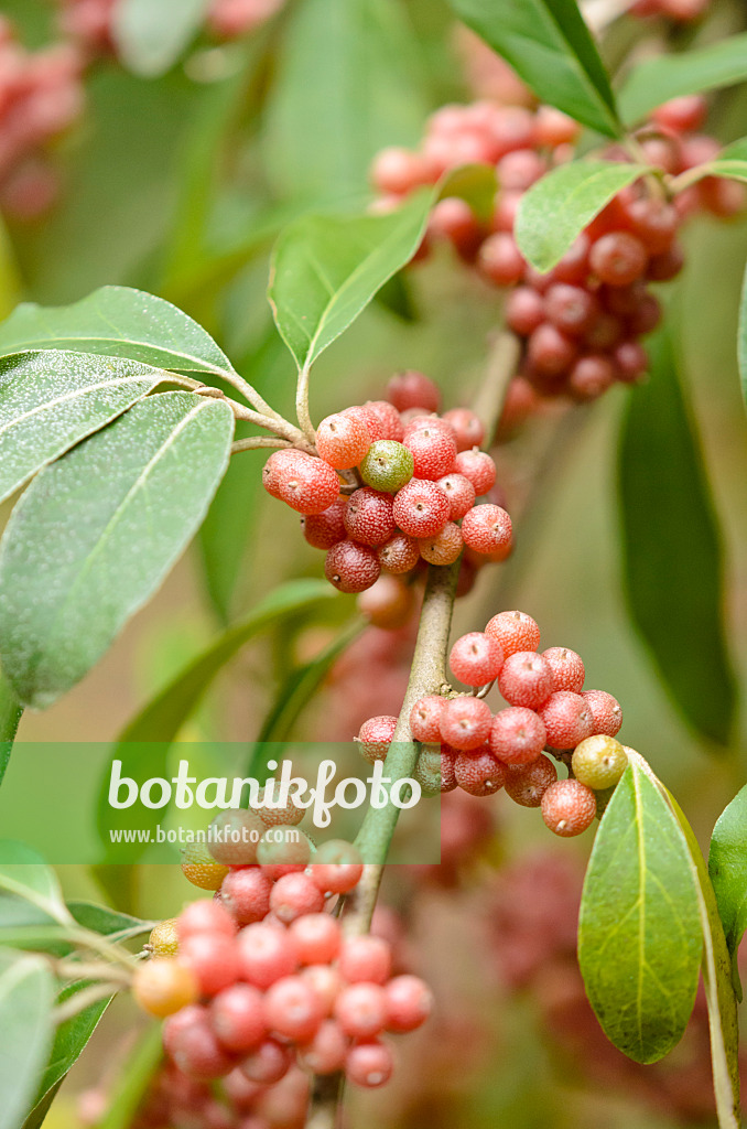 525175 - Korallenölweide (Elaeagnus umbellata)