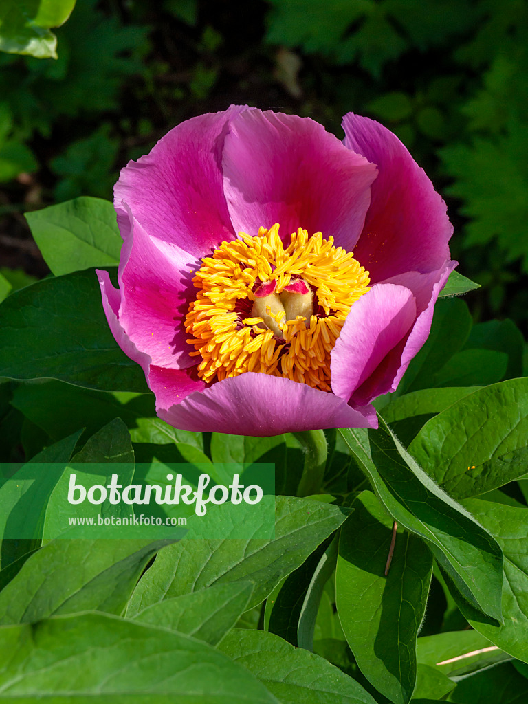 437223 - Korallenpfingstrose (Paeonia mascula subsp. arietina)