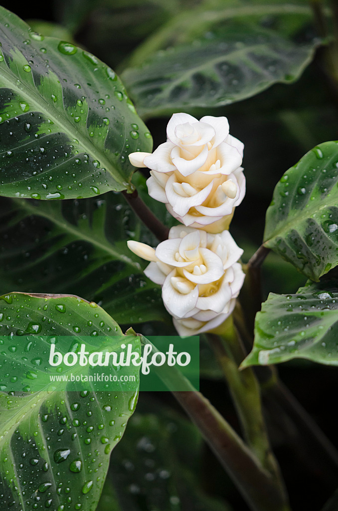 529113 - Korbmarante (Calathea warscewiczii)