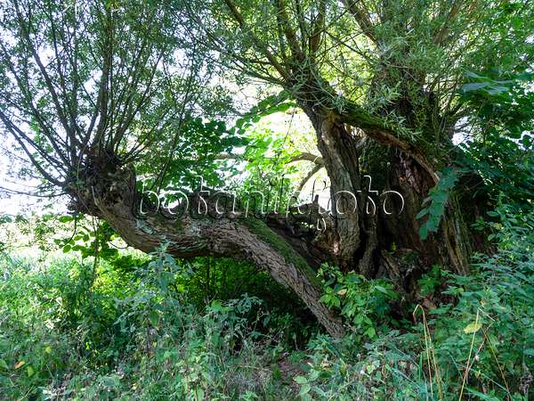 428353 - Korbweide (Salix viminalis)