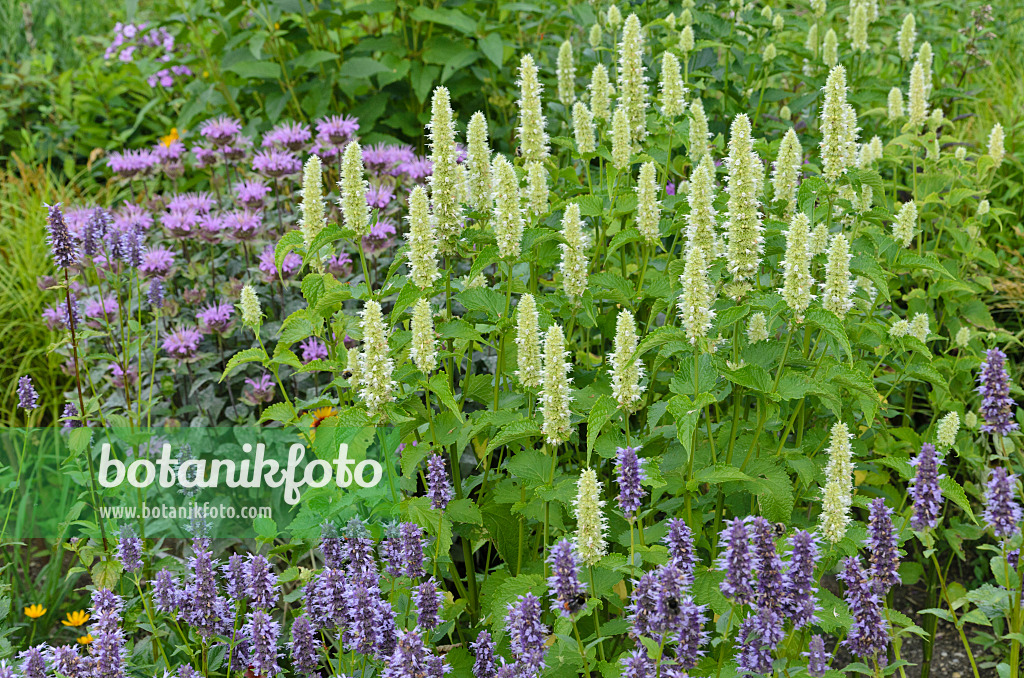 498092 - Koreanische Minze (Agastache rugosa 'Alba'), Anis-Riesenysop (Agastache foeniculum) und Wilde Indianernessel (Monarda fistulosa)