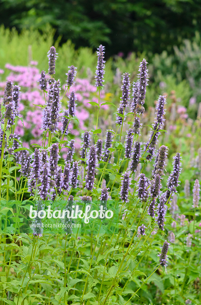 534511 - Koreanische Minze (Agastache rugosa 'Black Adder')