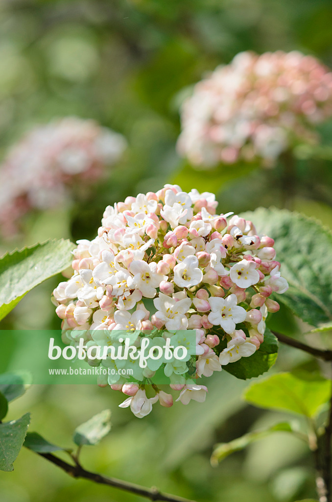 531179 - Koreanischer Schneeball (Viburnum carlesii)