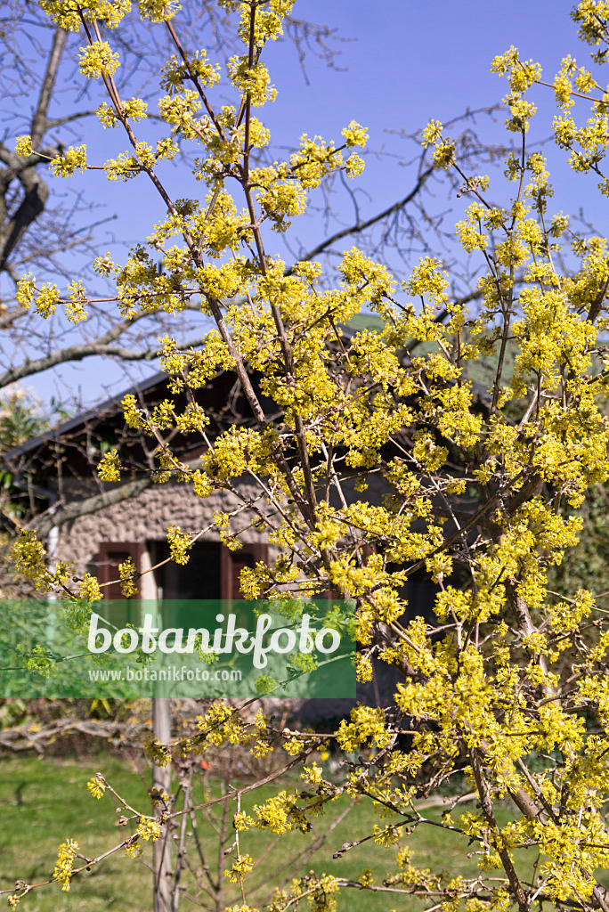 601024 - Kornelkirsche (Cornus mas)