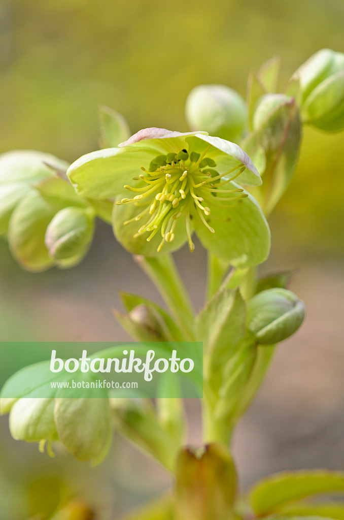 519045 - Korsische Nieswurz (Helleborus argutifolius)