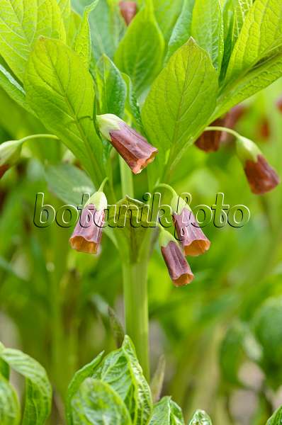 519048 - Krainer Tollkraut (Scopolia carniolica syn. Hyoscyamus scopolia)