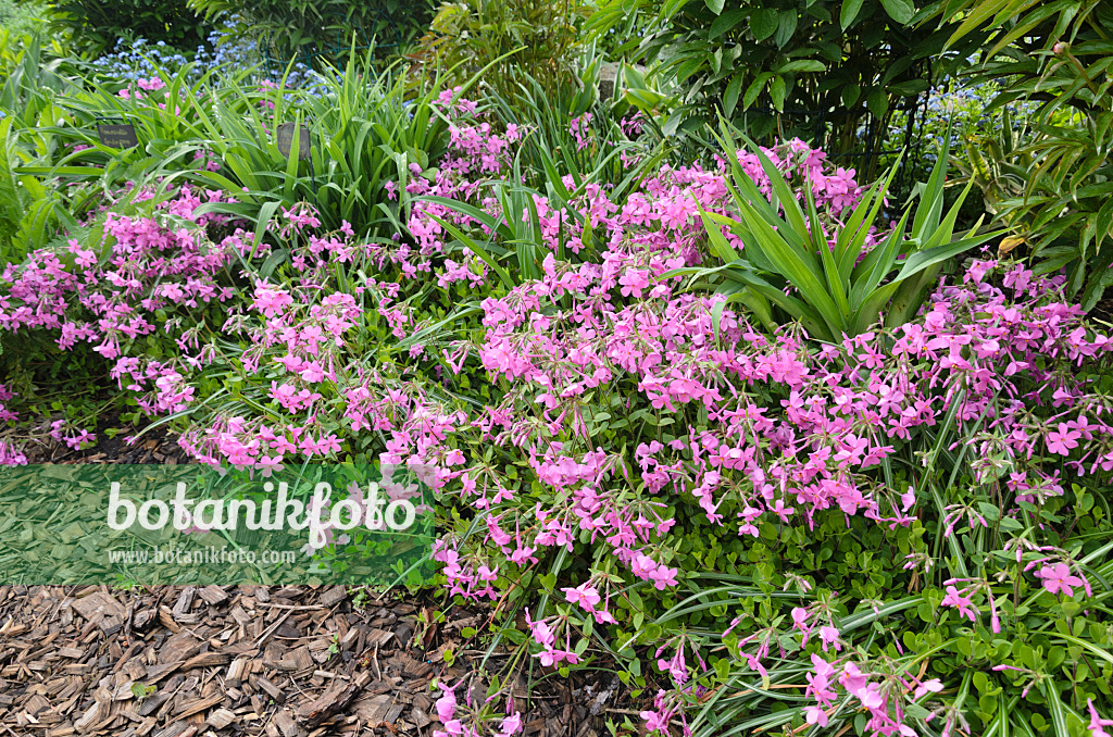 520170 - Kriechender Phlox (Phlox stolonifera 'Violet Velvet')