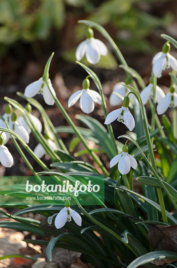 518085 - Krim-Schneeglöckchen (Galanthus plicatus)