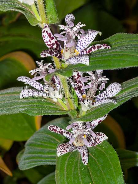 406009 - Krötenlilie (Tricyrtis affinis)