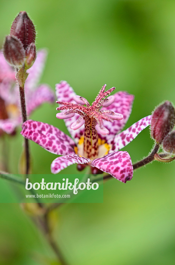 536069 - Krötenlilie (Tricyrtis T&M Hybrids)