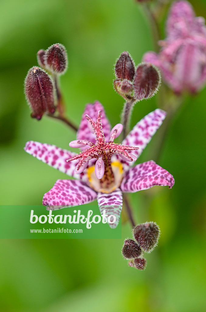 536070 - Krötenlilie (Tricyrtis T&M Hybrids)