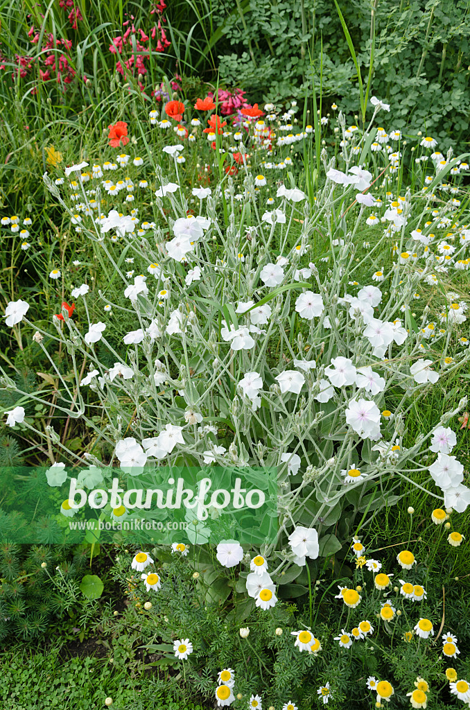 521369 - Kronenlichtnelke (Lychnis coronaria 'Alba' syn. Silene coronaria 'Alba')