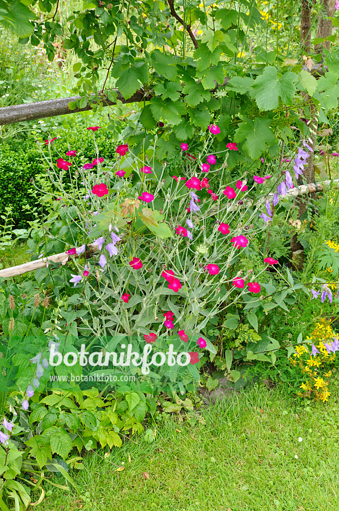 474136 - Kronenlichtnelke (Lychnis coronaria syn. Silene coronaria), Glockenblume (Campanula) und Weinrebe (Vitis vinifera)