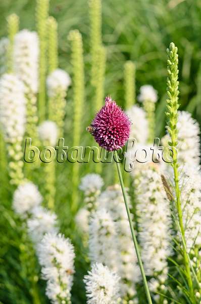 570112 - Kugelköpfiger Lauch (Allium sphaerocephalon) und Ährige Prachtscharte (Liatris spicata 'Floristan White')