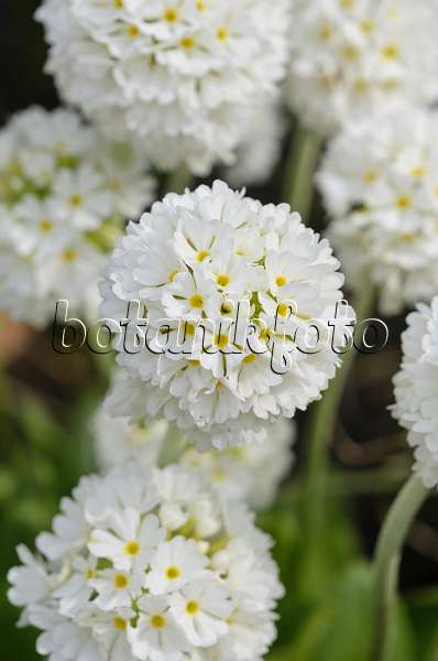 520012 - Kugelprimel (Primula denticulata 'Alba')