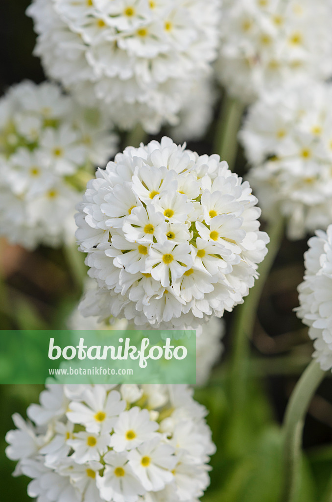 520012 - Kugelprimel (Primula denticulata 'Alba')