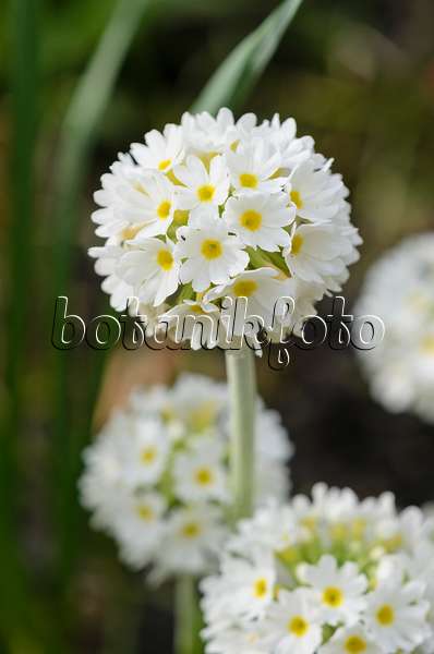 520014 - Kugelprimel (Primula denticulata 'Alba')