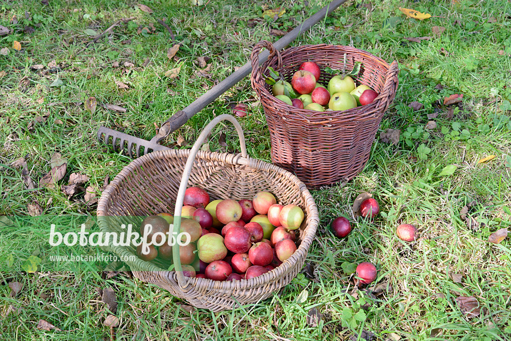 570127 - Kulturäpfel (Malus x domestica) in Körben